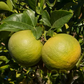 C-190 Citrumelo Trifoliate Hybrid Budwood citrus plant material online shopping