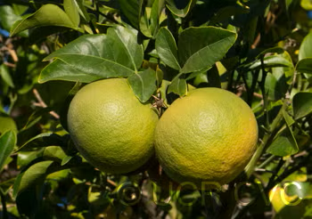 C-190 Citrumelo Trifoliate Hybrid Budwood citrus plant material online shopping