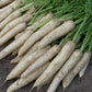White Satin F1 Carrot