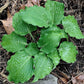 Valley’s Rodeo Hosta Plants online shopping