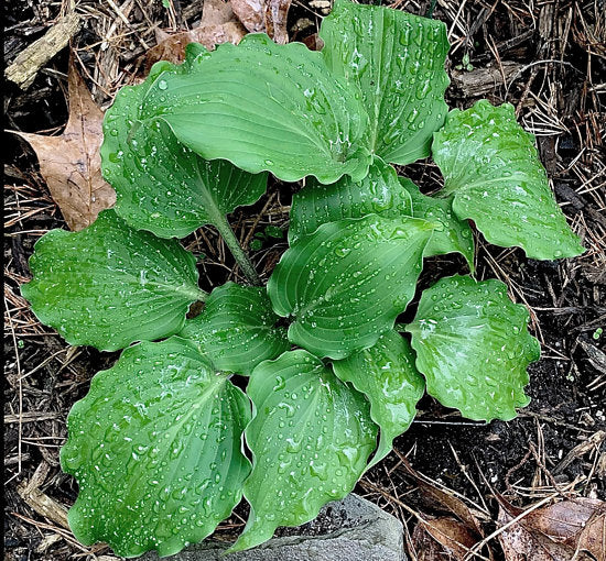 Valley’s Rodeo Hosta Plants online shopping