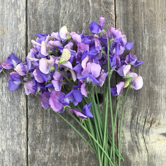 Erewhon Sweet Pea seeds online shopping