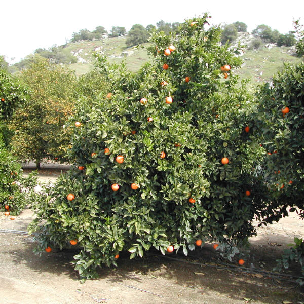 Rocky Hill Navel Valencia Orange Budwood citrus plant material online shopping