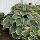 Gigantosaurus Hosta Plants online shopping