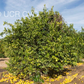 Citrus Hystrix Kaffir Lime Papeda Budwood citrus plant material online shopping