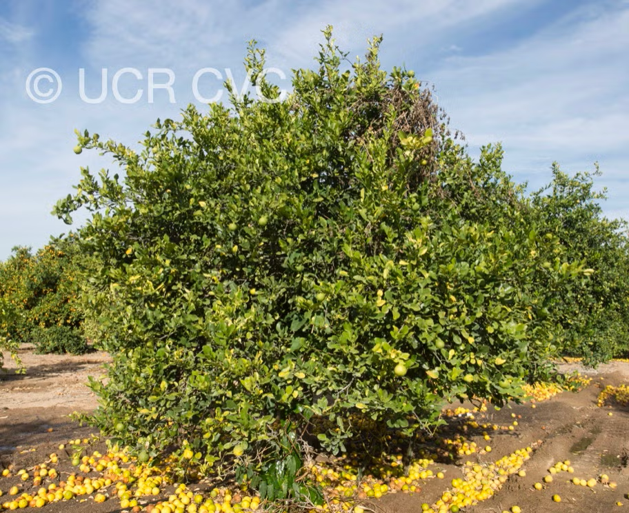 Citrus Hystrix Kaffir Lime Papeda Budwood citrus plant material online shopping