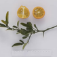 C-57 Furr Citrange Seed citrus plant material online shopping