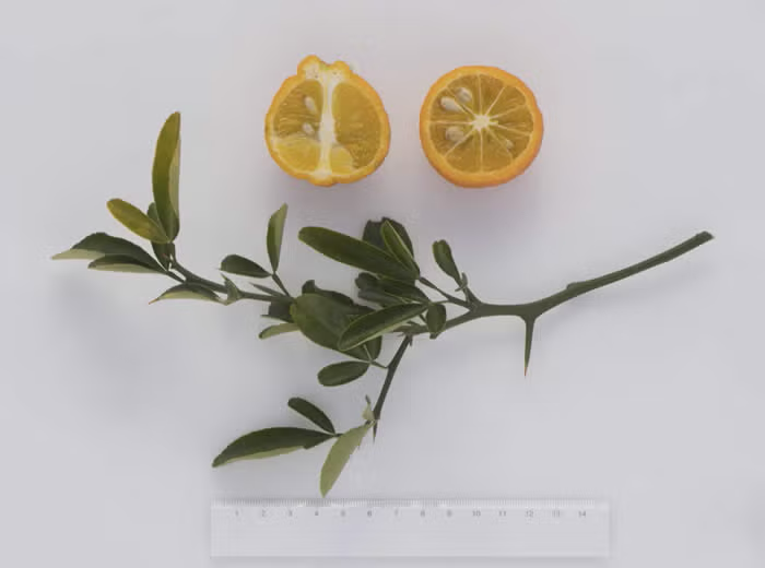 C-57 Furr Citrange Seed citrus plant material online shopping