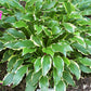 Sugar Babe Hosta Plants online shopping