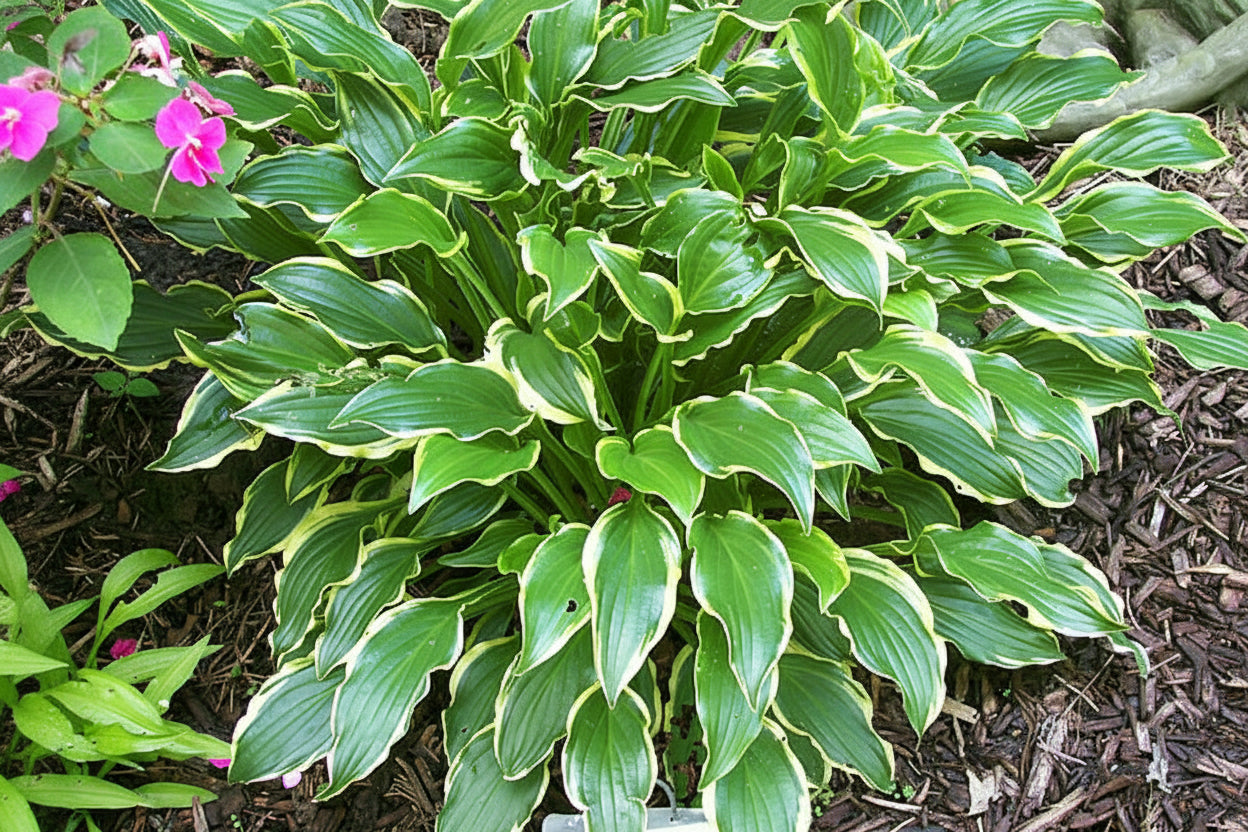 Sugar Babe Hosta Plants online shopping