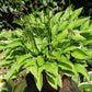 Iced Lemon Hosta Plants online shopping