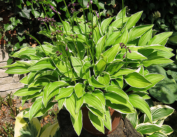 Iced Lemon Hosta Plants online shopping