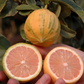 Variegated Pink Fleshed Eureka Lemon Budwood citrus plant material online shopping
