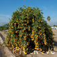 Rangpur Lime Seed citrus plant material online shopping