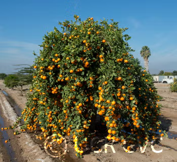 Rangpur Lime Seed citrus plant material online shopping