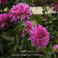 Brushstrokes Dahlia Plants online shopping