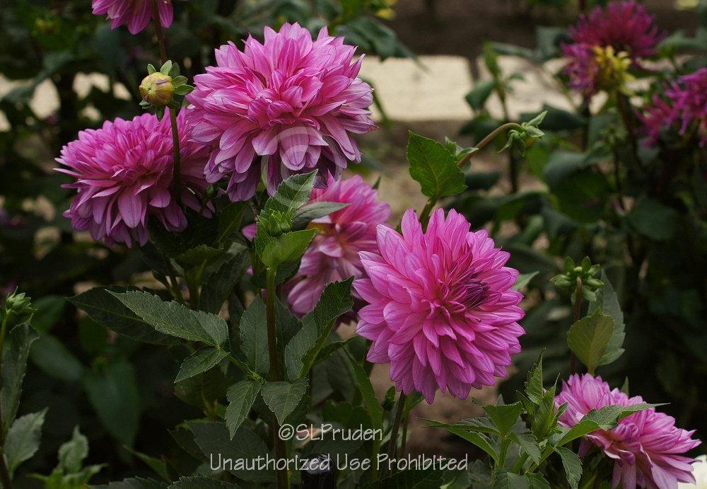 Brushstrokes Dahlia Plants online shopping