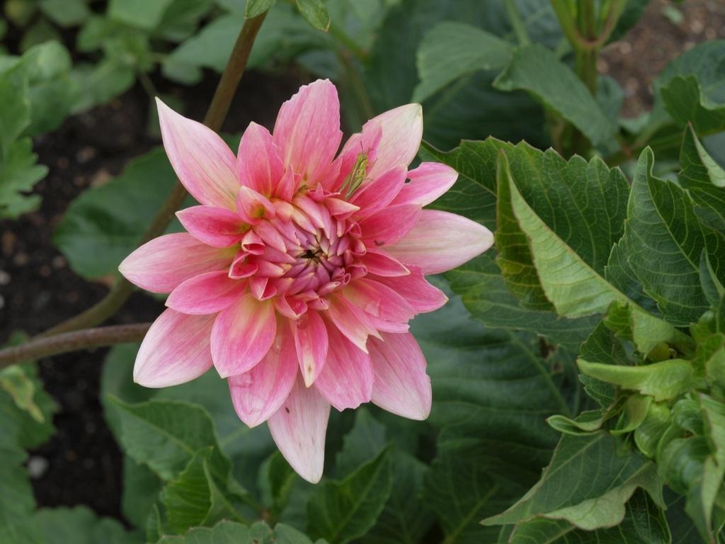 Gerrie Hoek Dahlia
