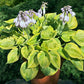 Hawkeye Hosta Plants online shopping