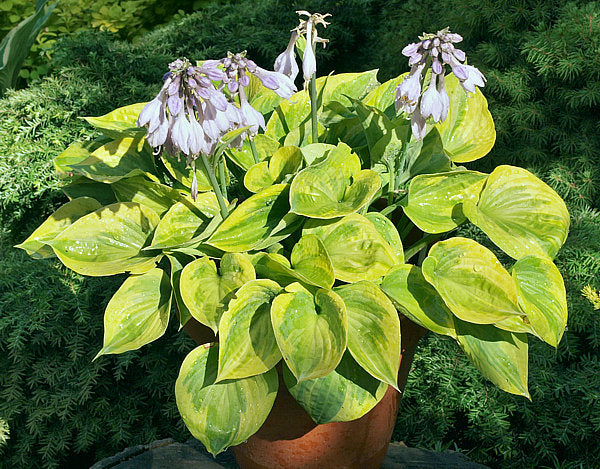 Hawkeye Hosta Plants online shopping