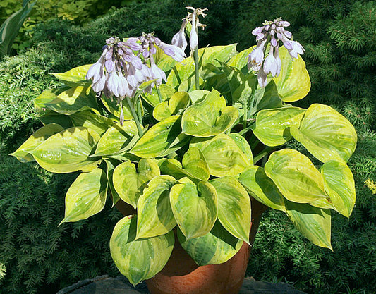 Hawkeye Hosta Plants online shopping