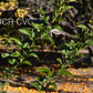 US-802 Citrumelo Trifoliate Hybrid Budwood citrus plant material online shopping