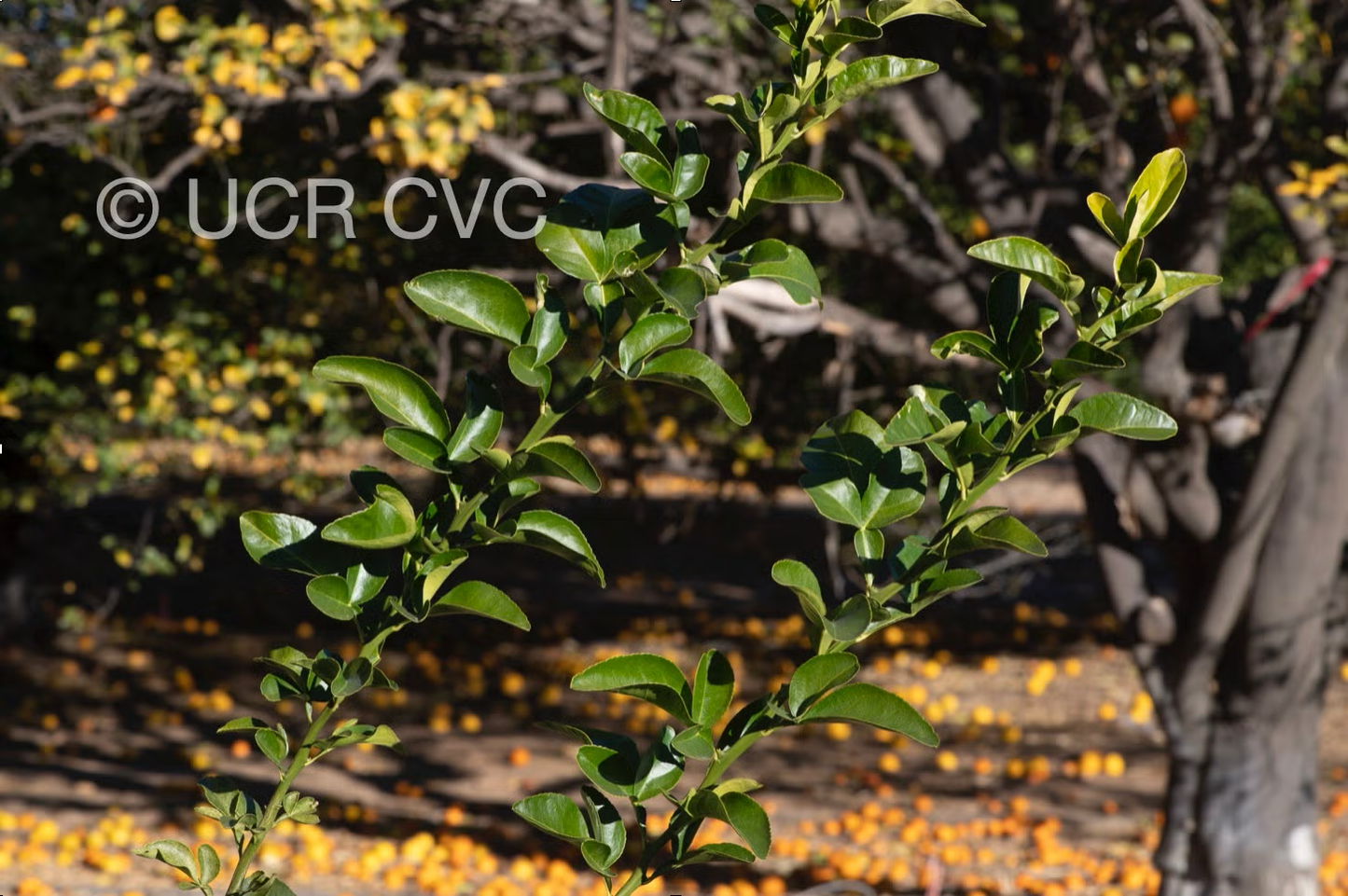 US-802 Citrumelo Trifoliate Hybrid Budwood citrus plant material online shopping