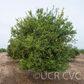 Soh Himtra Mandarin Budwood citrus plant material online shopping