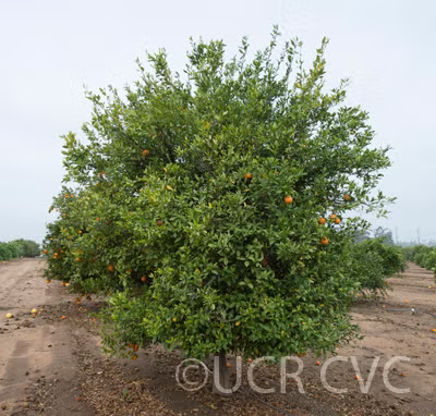 Soh Himtra Mandarin Budwood citrus plant material online shopping
