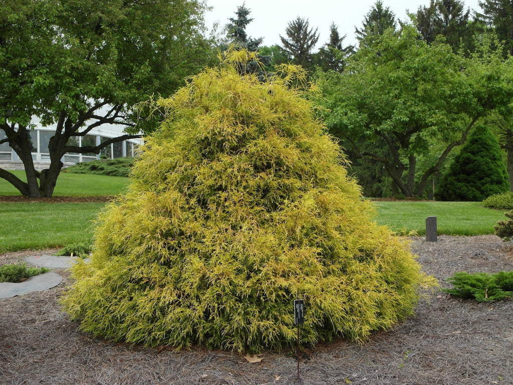 Chamaecyparis Psifera Filifera Golden Mops False Cypress