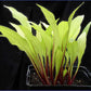 Cherry Tart Hosta Plants online shopping