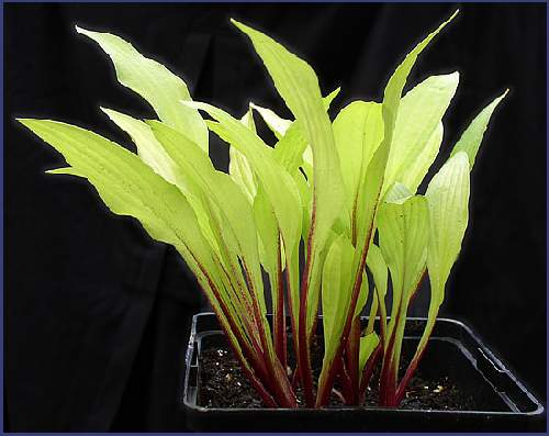 Cherry Tart Hosta Plants online shopping