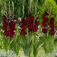 Black Sea Gladiolus Corms