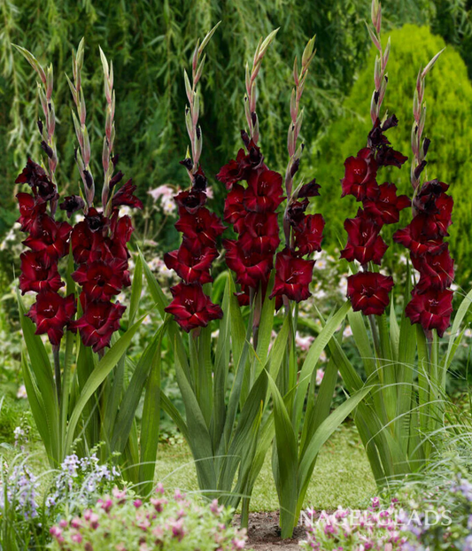 Black Sea Gladiolus Corms