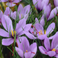 Sativus Saffron Fall Flowering Crocus Corms