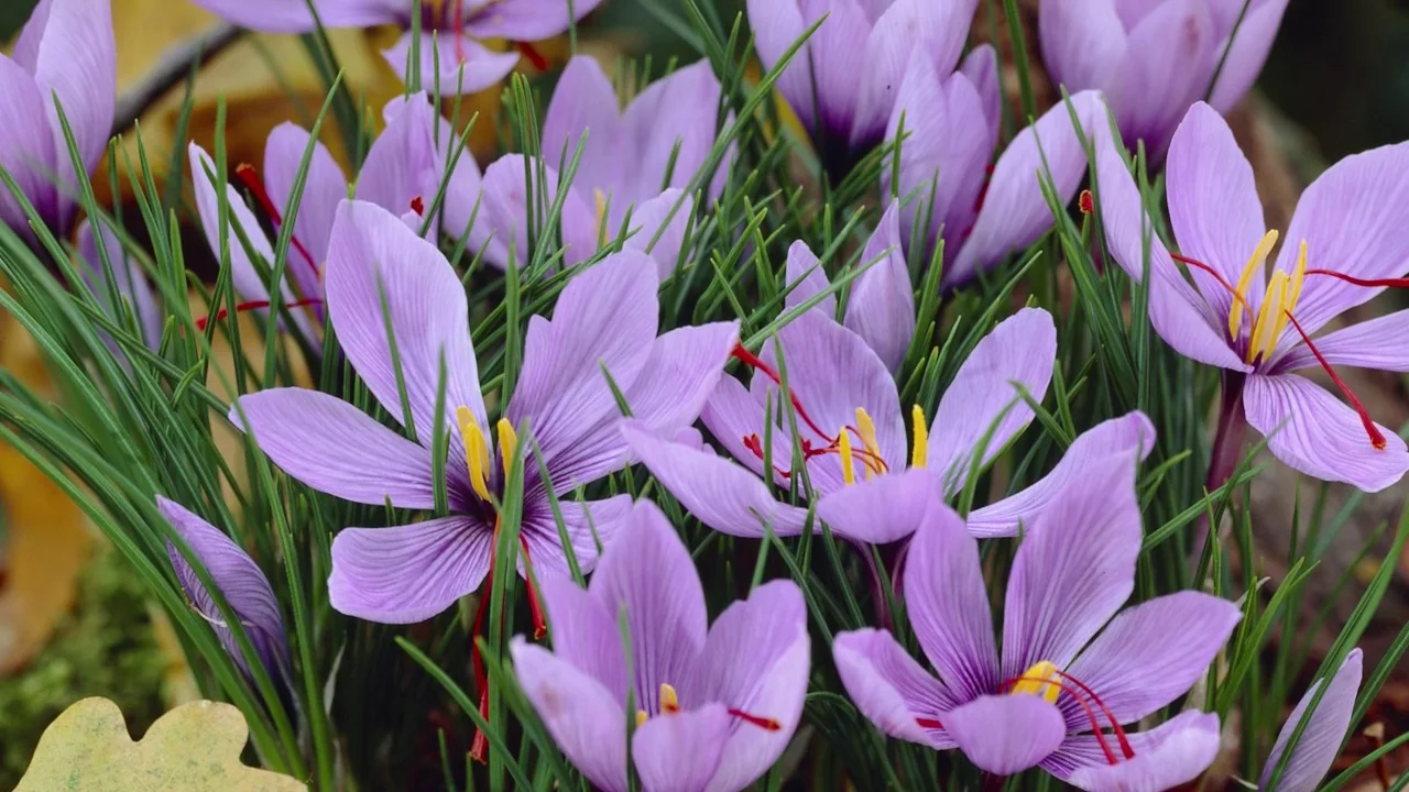 Sativus Saffron Fall Flowering Crocus Corms