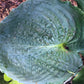 Ruffles N Ridges Hosta Plants online shopping