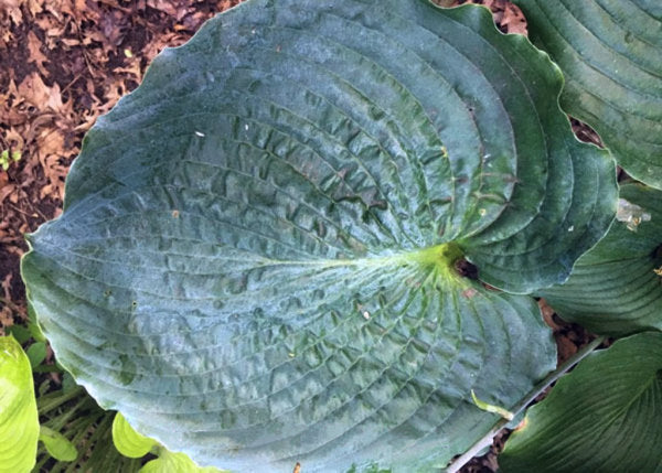 Ruffles N Ridges Hosta Plants online shopping
