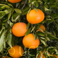 Fallglo Mandarin Budwood citrus plant material online shopping