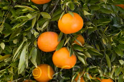Fallglo Mandarin Budwood citrus plant material online shopping