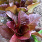 Rouge d'Hiver Lettuce Seeds online shopping