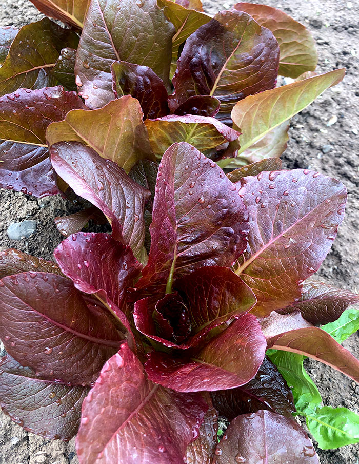 Rouge d'Hiver Lettuce Seeds online shopping