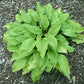 Valley’s Love Birds Hosta Plants online shopping