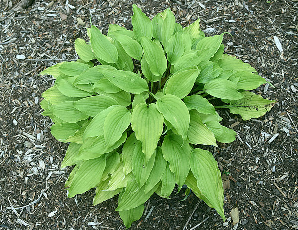 Valley’s Love Birds Hosta Plants online shopping