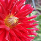 Wildman Dahlia Plants online shopping