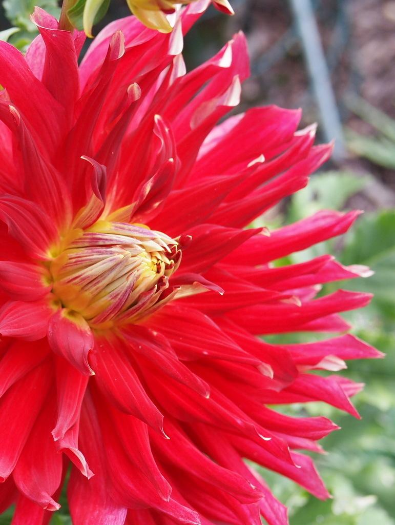 Wildman Dahlia Plants online shopping