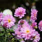 Unicorn Dreams Dahlia Plants online shopping