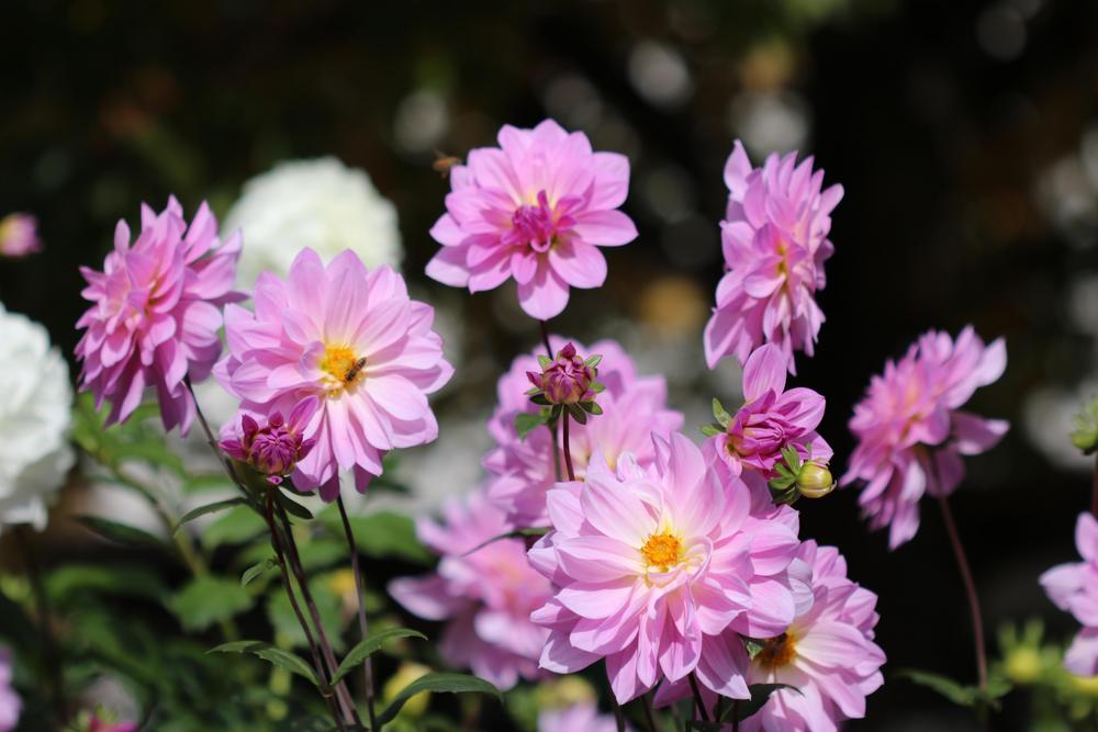 Unicorn Dreams Dahlia Plants online shopping