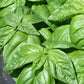 Lettuce Leaf Basil seeds online shopping