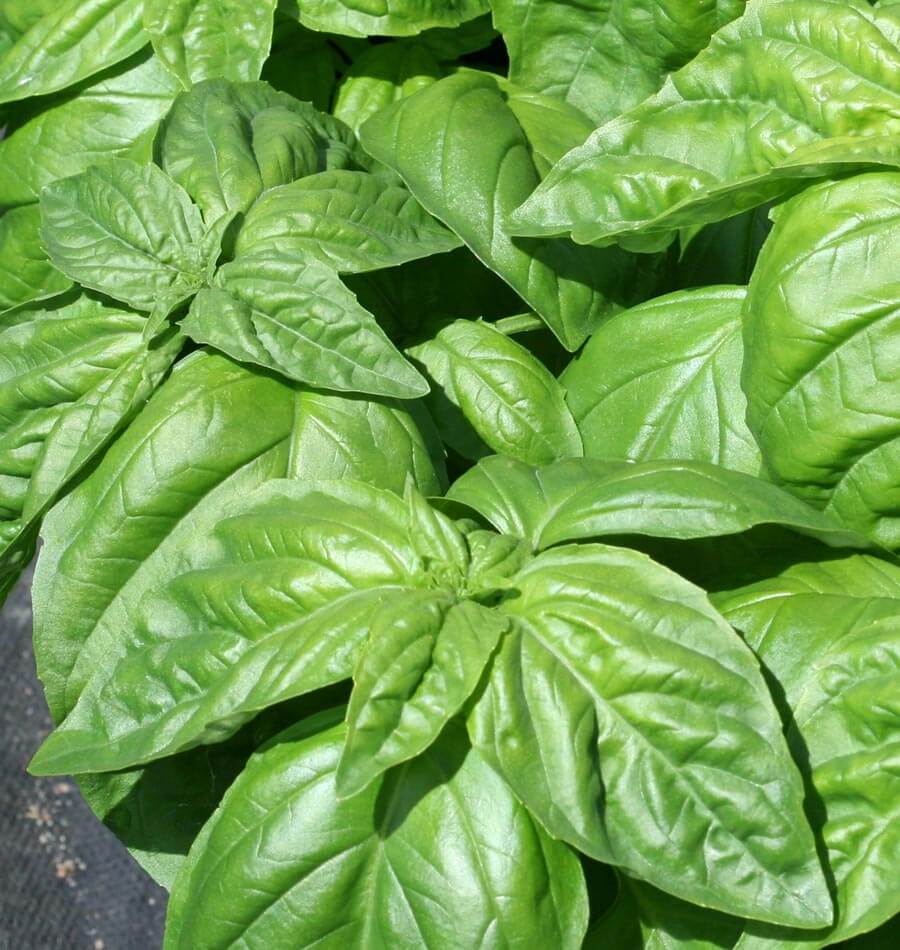 Lettuce Leaf Basil seeds online shopping